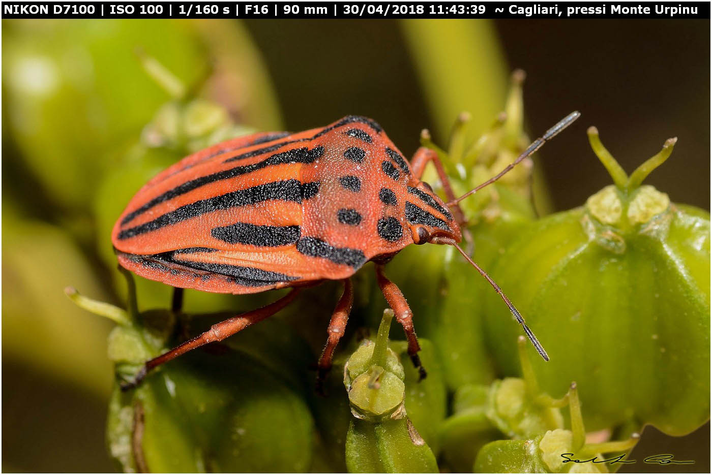 Graphosoma semipunctatum (Fabricius 1775) Pentatomidae